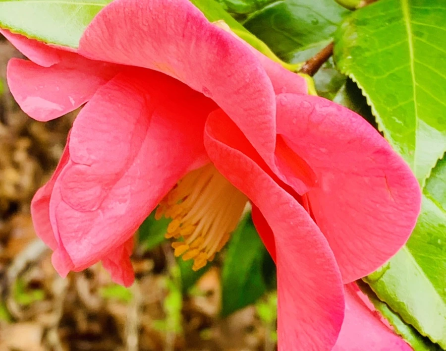 IMG_6256.jpg?type=w966