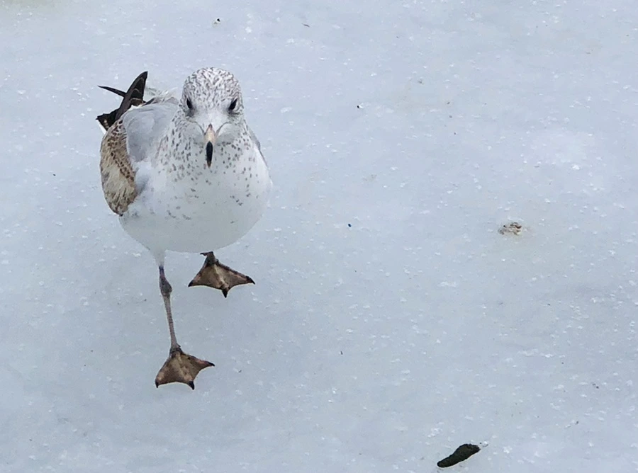 IMG_4325.jpg?type=w966