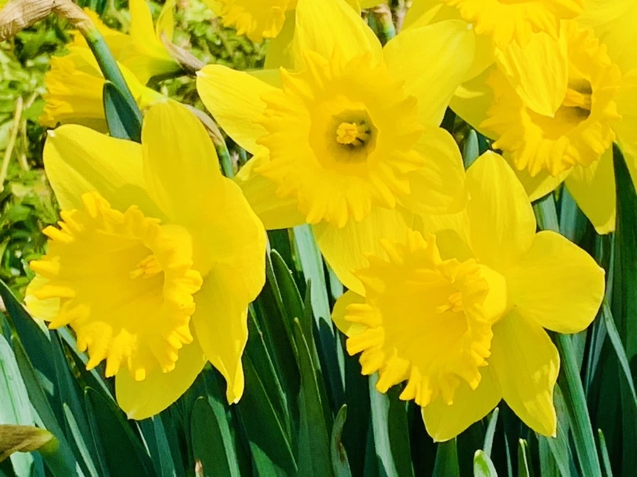 IMG_4275.jpg?type=w966