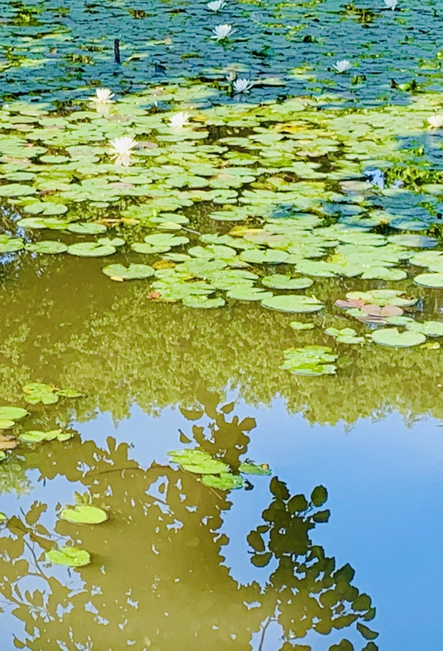 IMG_2115.jpg?type=w966