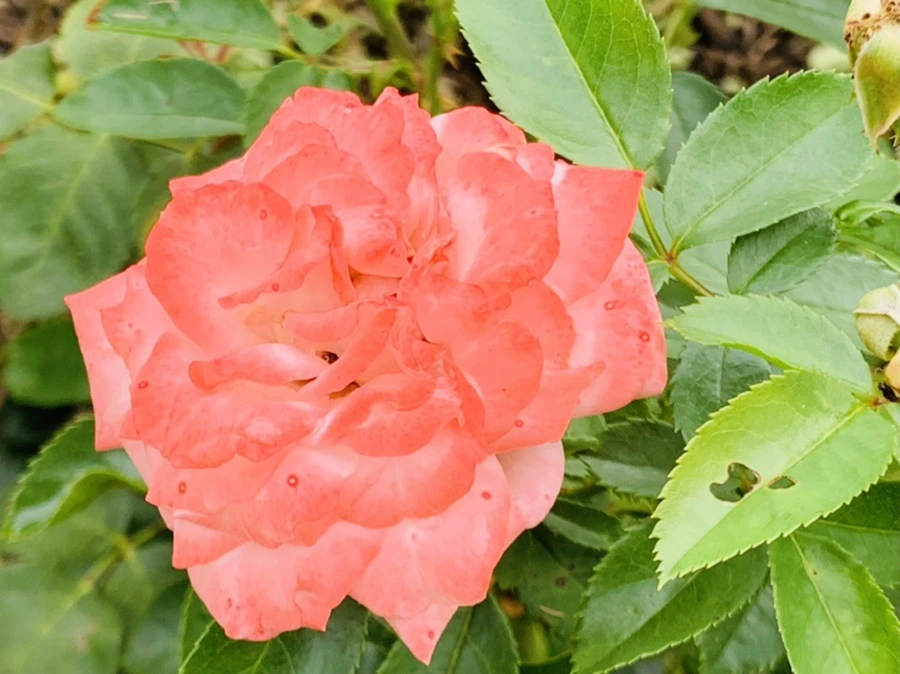 IMG_8696.jpg?type=w966