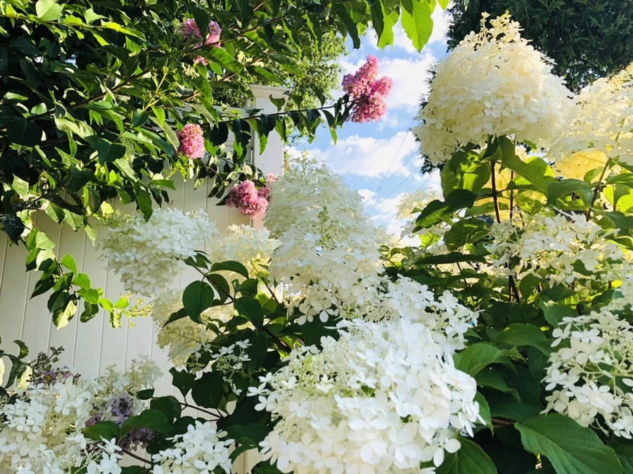 IMG_4694.jpg?type=w966