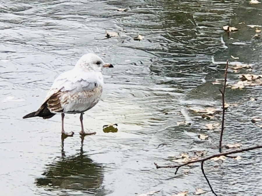 IMG_8622.jpg?type=w966