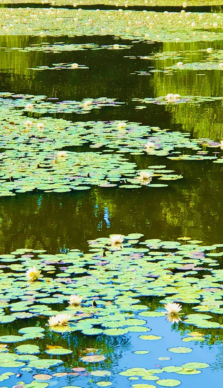 IMG_2320.jpg?type=w966