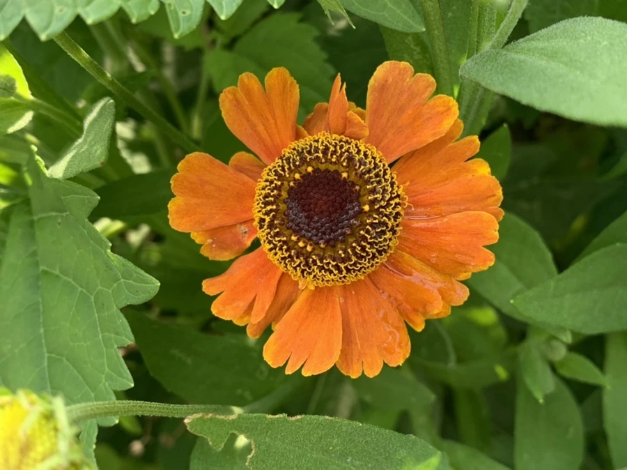 IMG_5996.jpg?type=w966