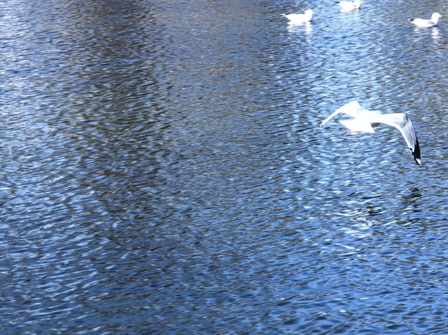 IMG_9698.jpg?type=w966