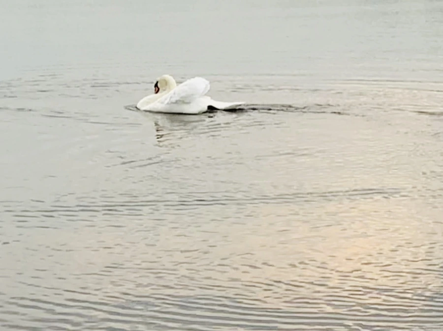 IMG_0335.jpg?type=w966