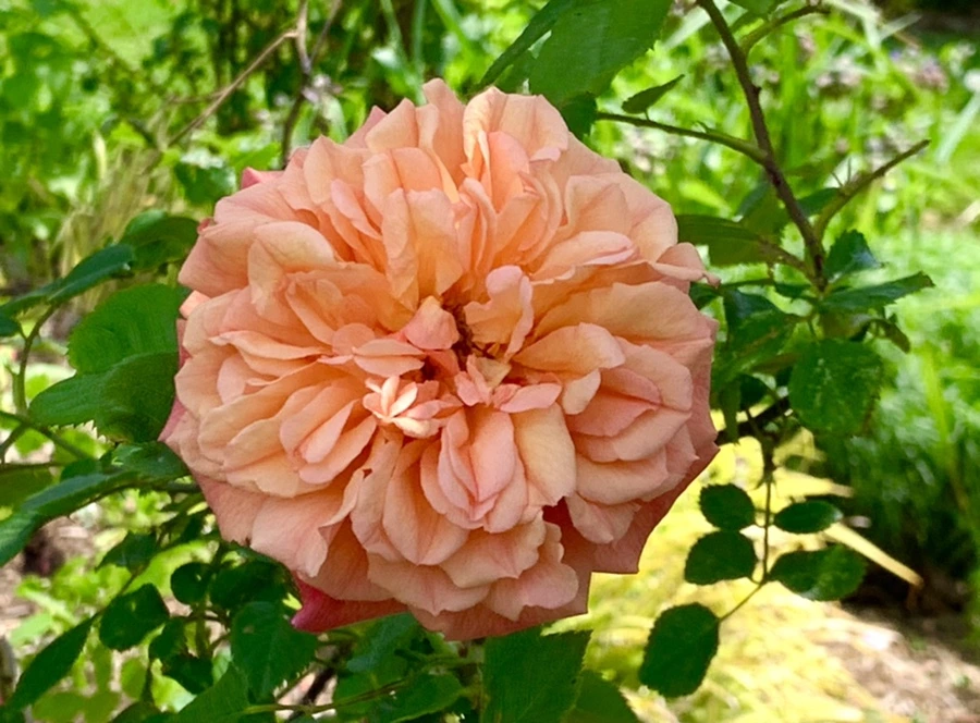 IMG_5872.jpg?type=w966