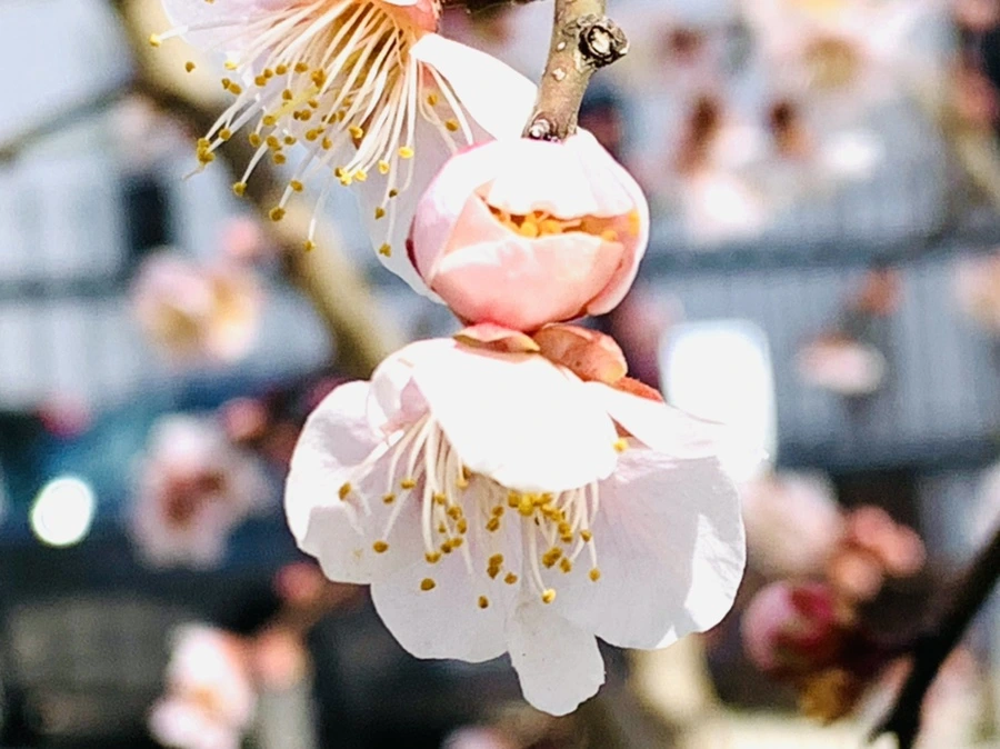 IMG_1054.jpg?type=w966