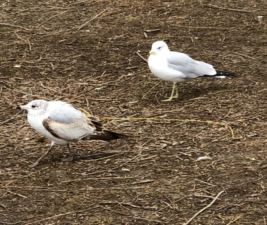 IMG_6134.jpg?type=w966