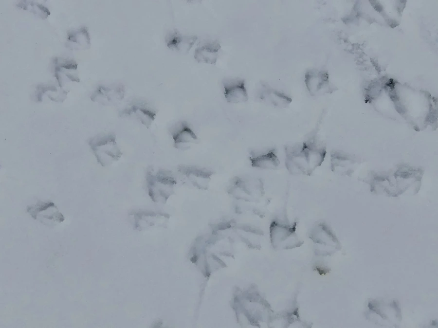 IMG_2536.jpg?type=w966