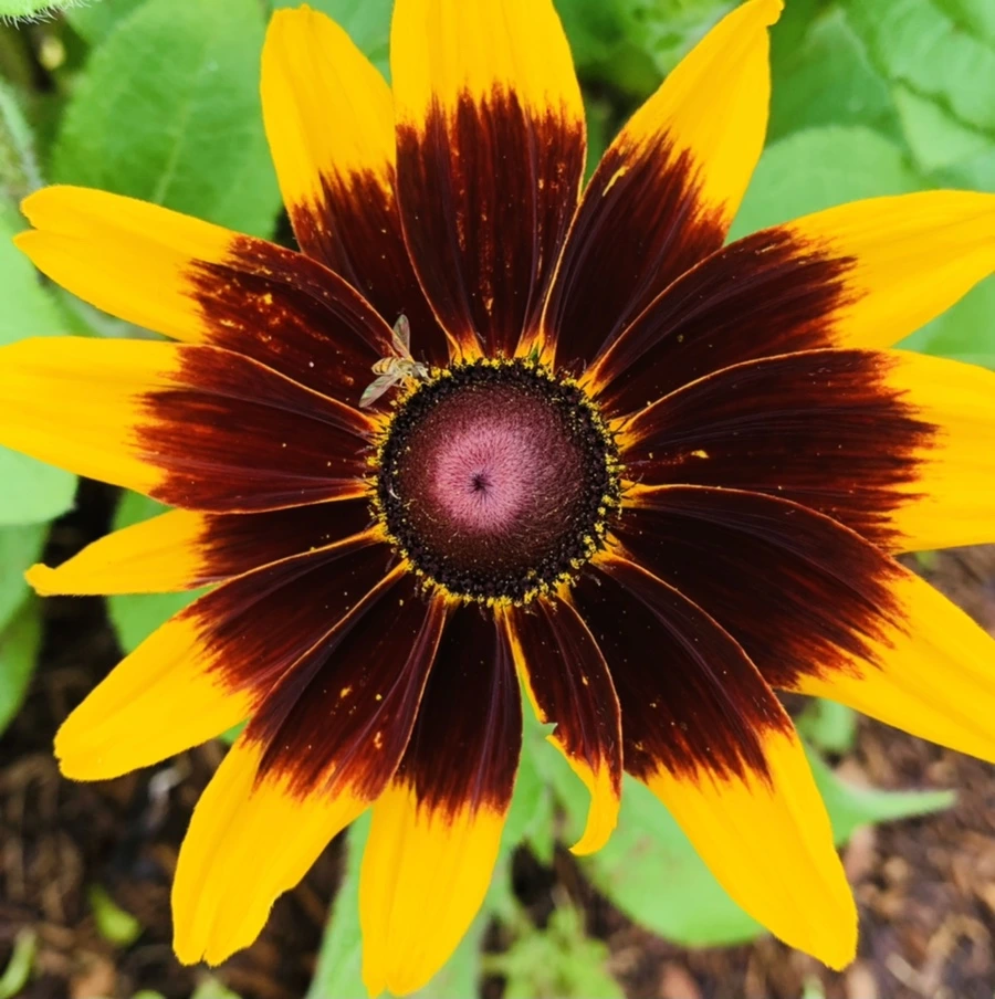 IMG_0406.jpg?type=w966