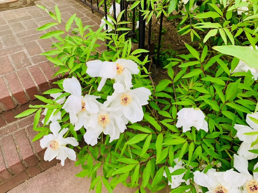 IMG_8945.jpg?type=w966