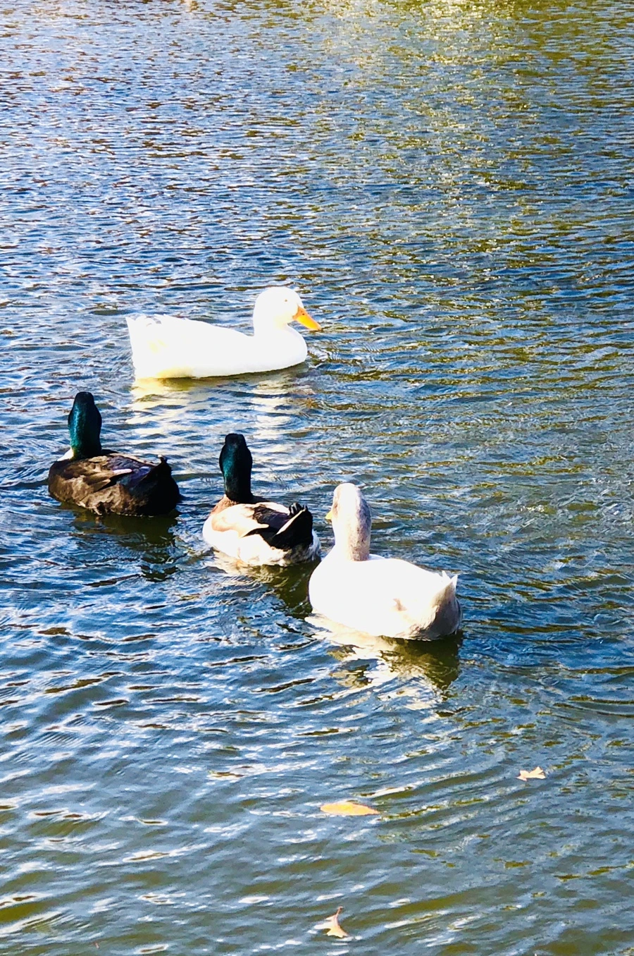 IMG_5793.jpg?type=w966