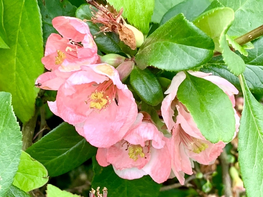 IMG_0894.jpg?type=w966