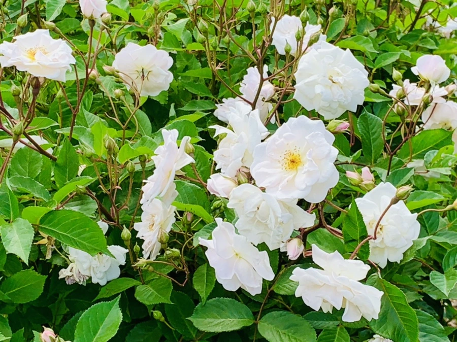 IMG_5822.jpg?type=w966