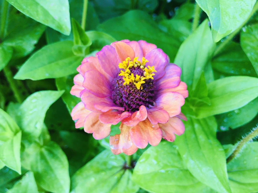 IMG_1839.jpg?type=w966