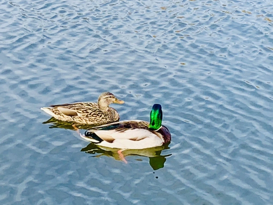 IMG_0314.jpg?type=w966