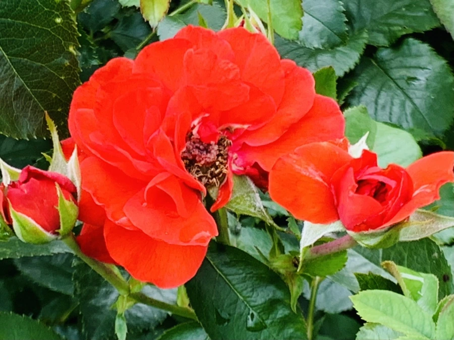 IMG_8727.jpg?type=w966