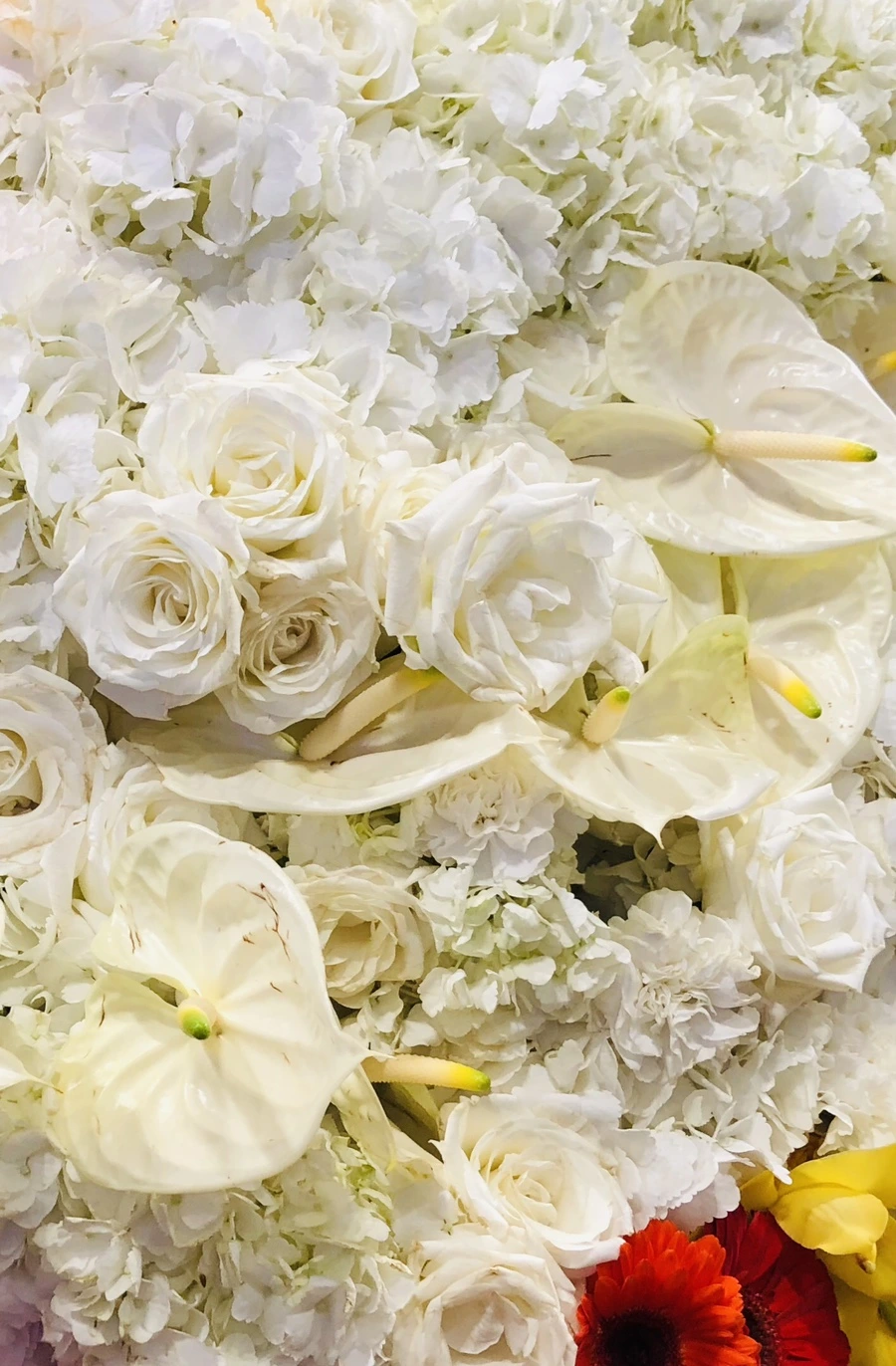 IMG_1818.jpg?type=w966