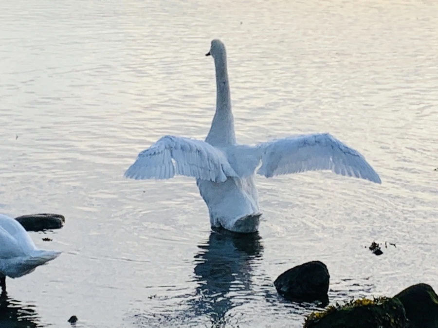 IMG_1445.jpg?type=w966