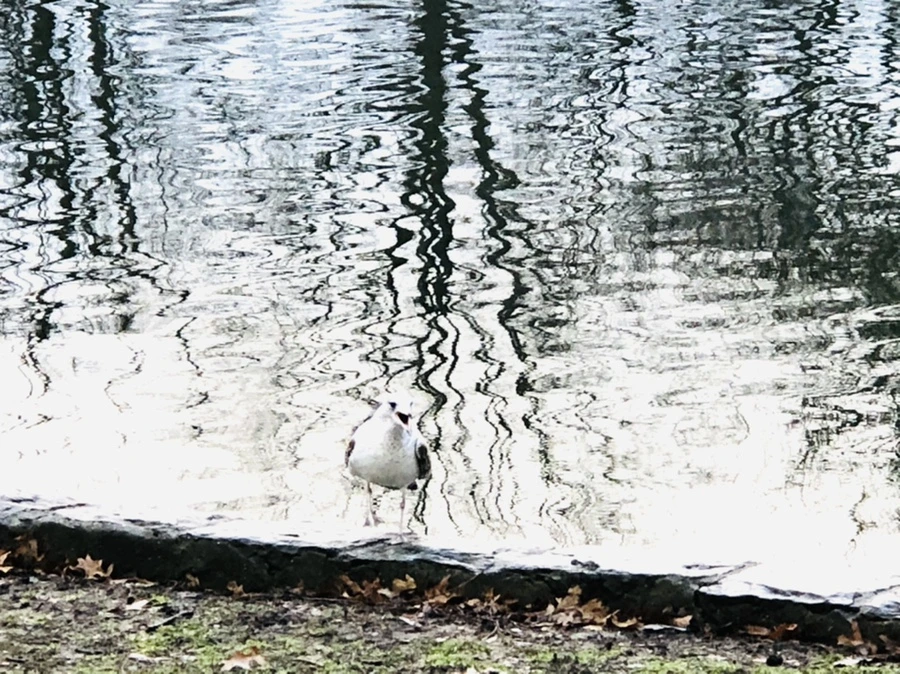 IMG_9132.jpg?type=w966