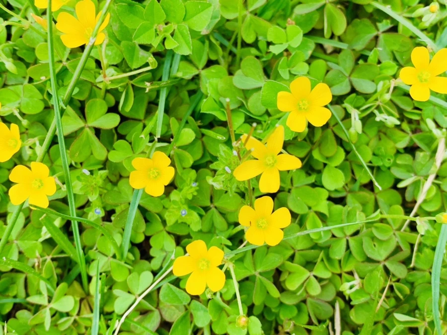 IMG_0654.jpg?type=w966