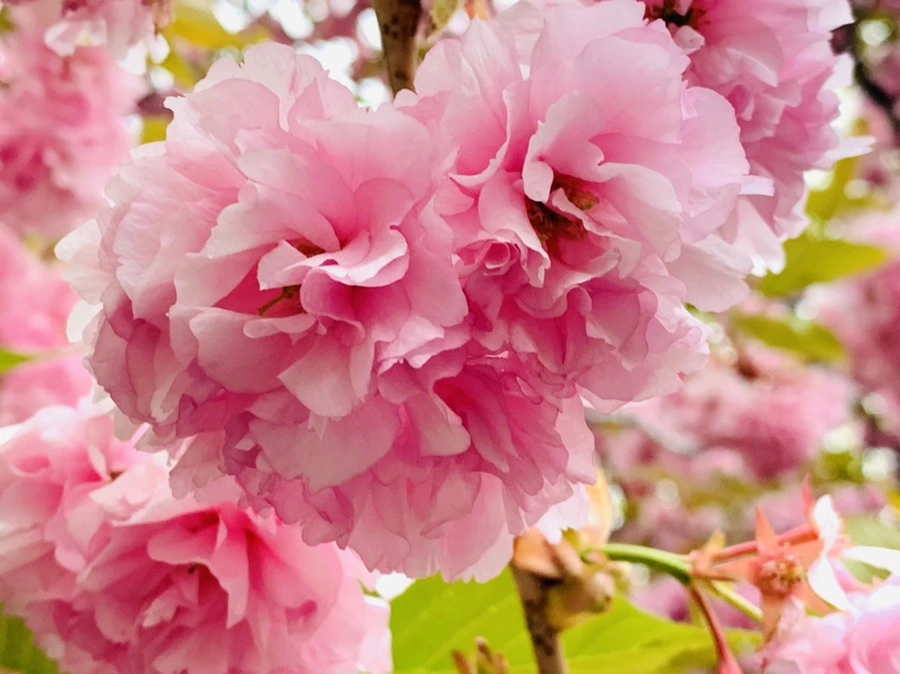 IMG_7171.jpg?type=w966