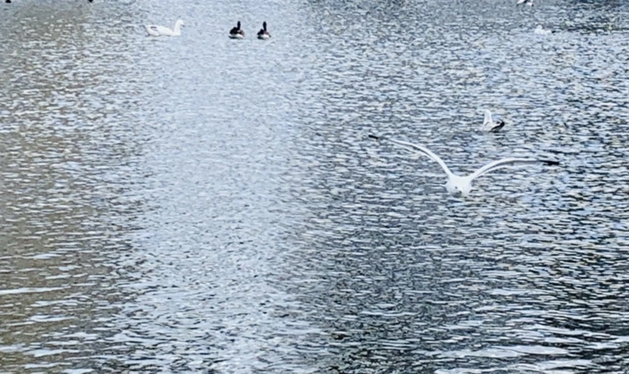 IMG_7393.jpg?type=w966