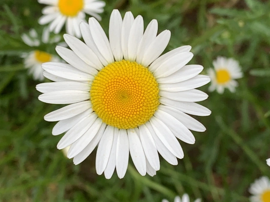 IMG_4899.jpg?type=w966