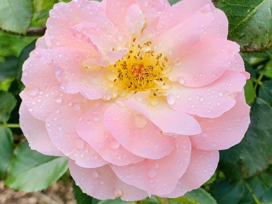 IMG_4939.jpg?type=w966