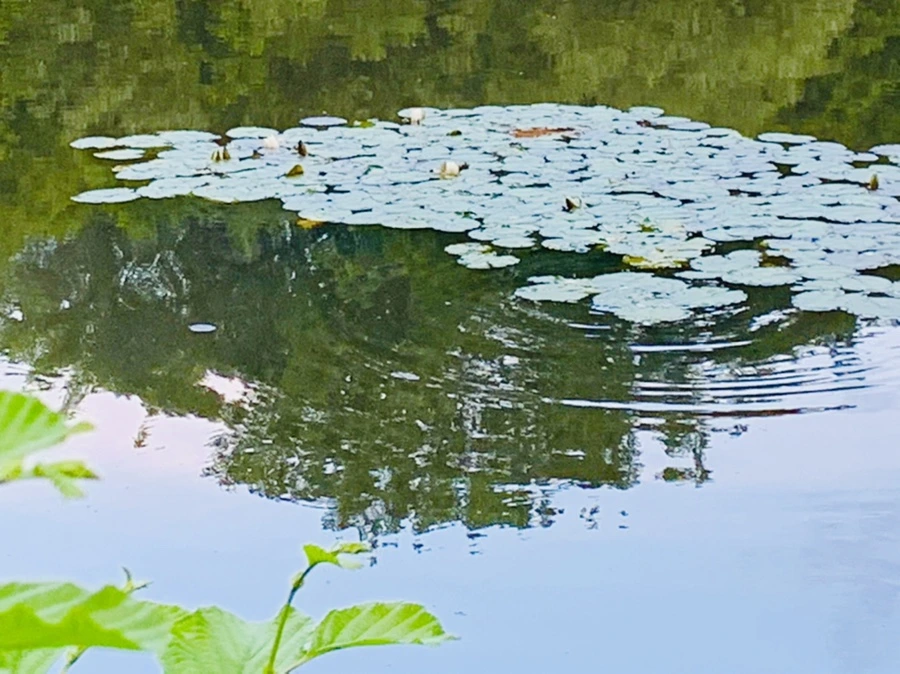 IMG_2988.jpg?type=w966