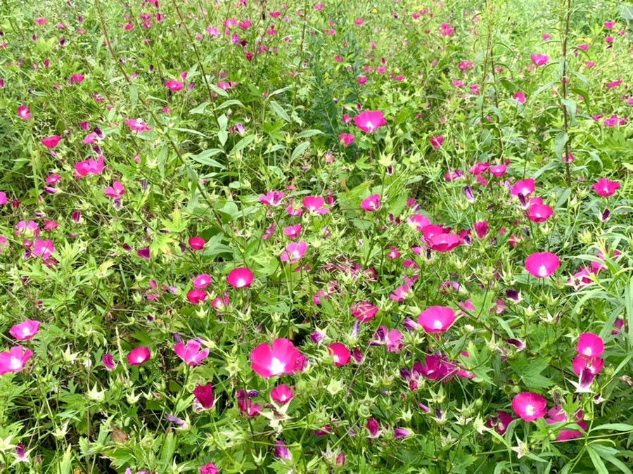 IMG_2660.jpg?type=w966