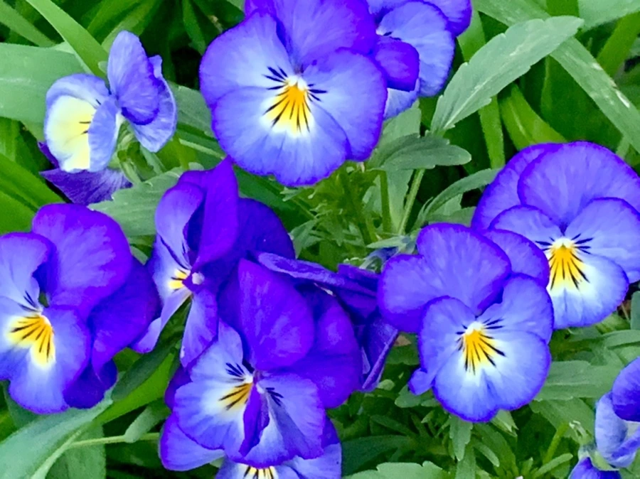 IMG_7565.jpg?type=w966