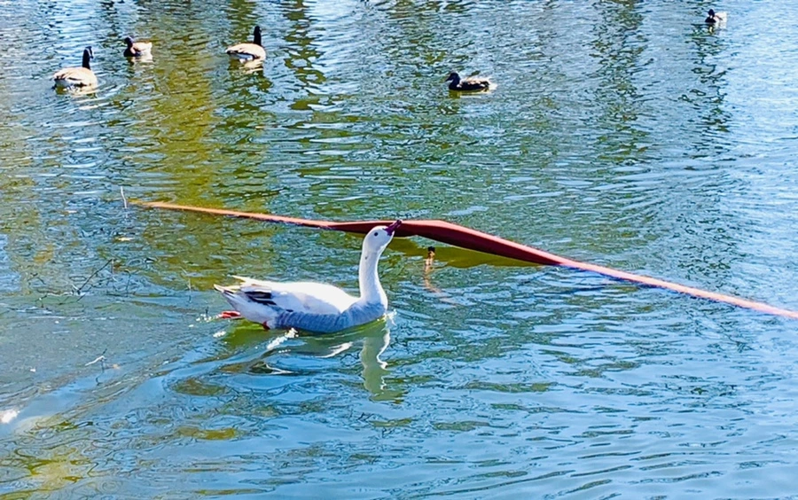 IMG_8889.jpg?type=w966