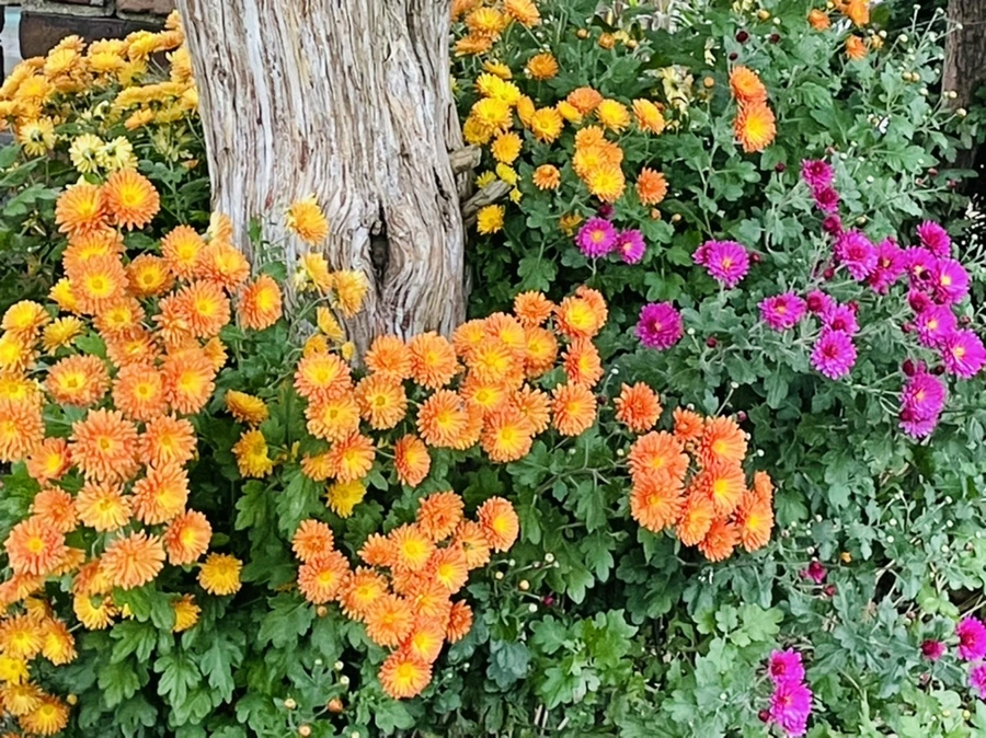 IMG_2493.jpg?type=w966