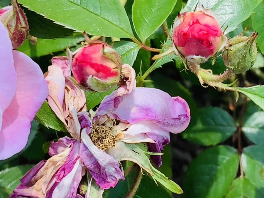 IMG_4219.jpg?type=w966