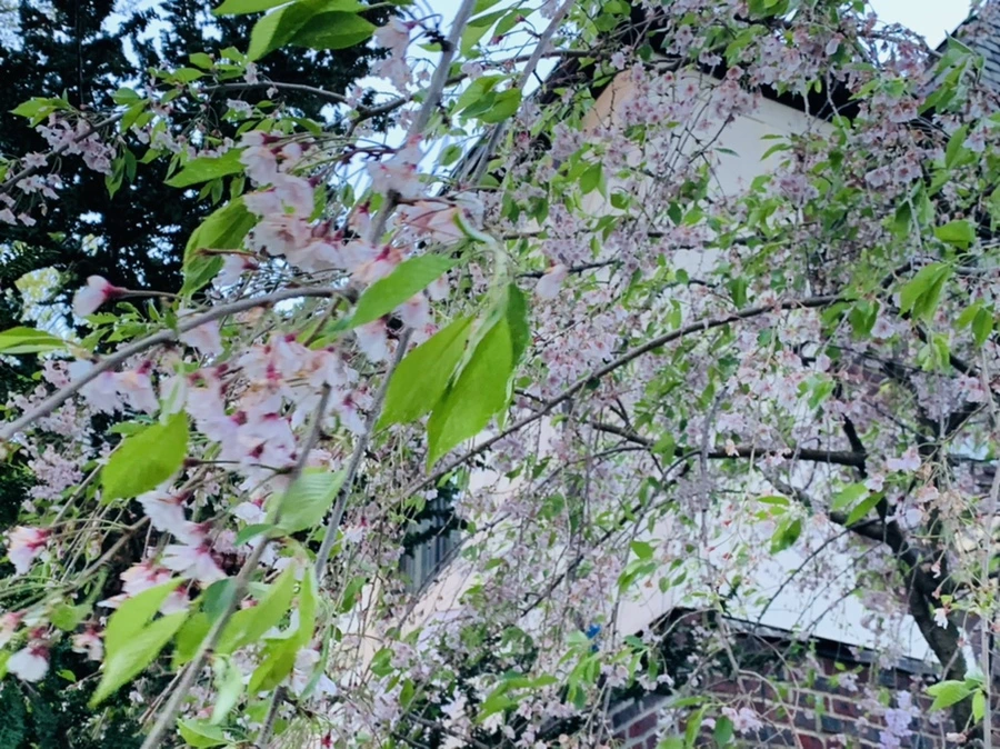 IMG_7549.jpg?type=w966