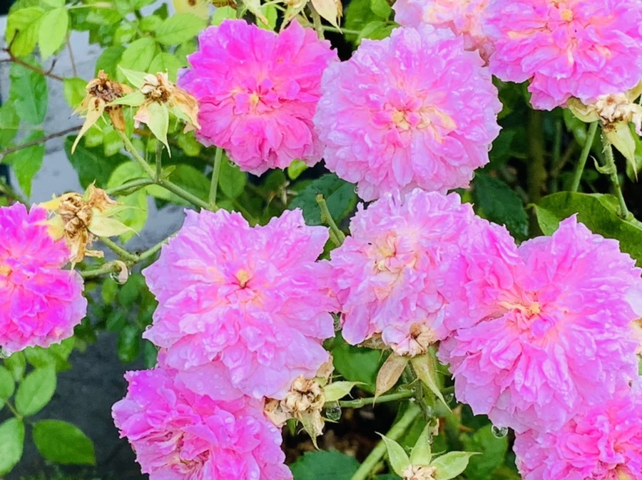 IMG_9583.jpg?type=w966