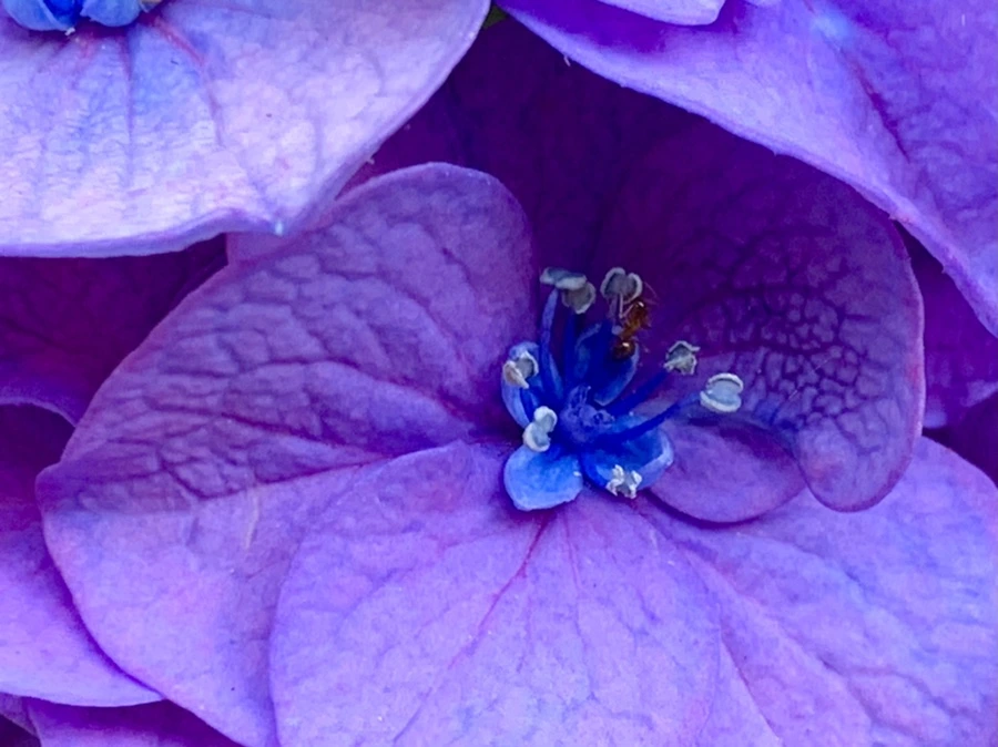 IMG_8770.jpg?type=w966