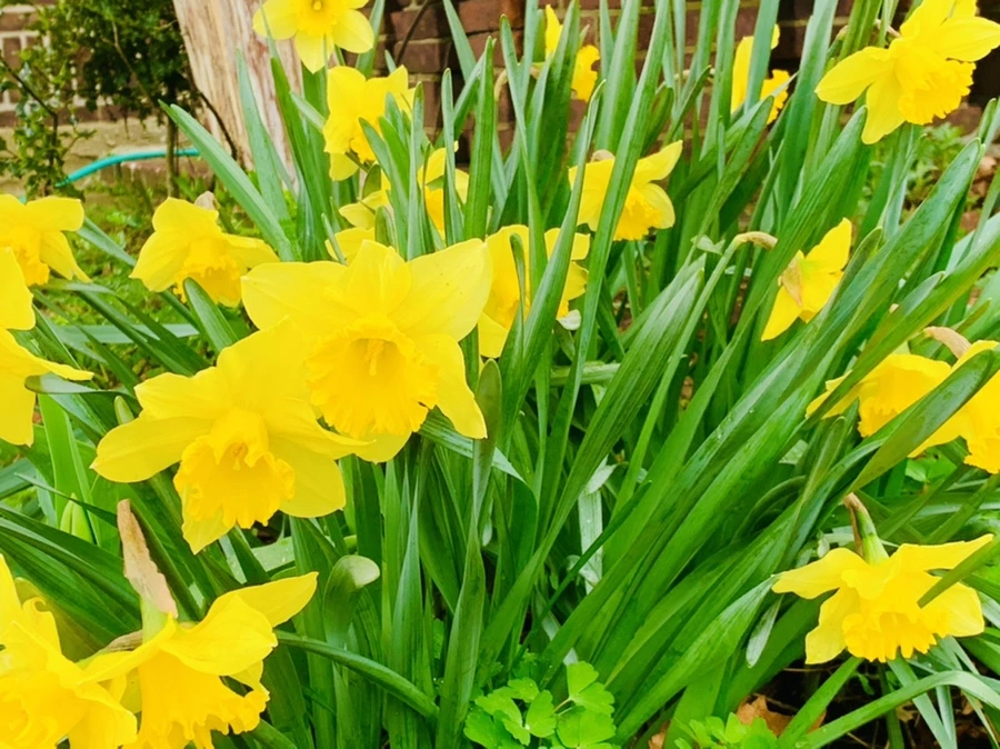 IMG_6206.jpg?type=w966