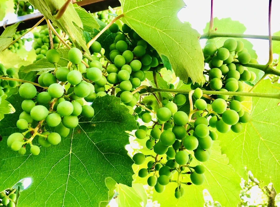 IMG_1171.jpg?type=w966