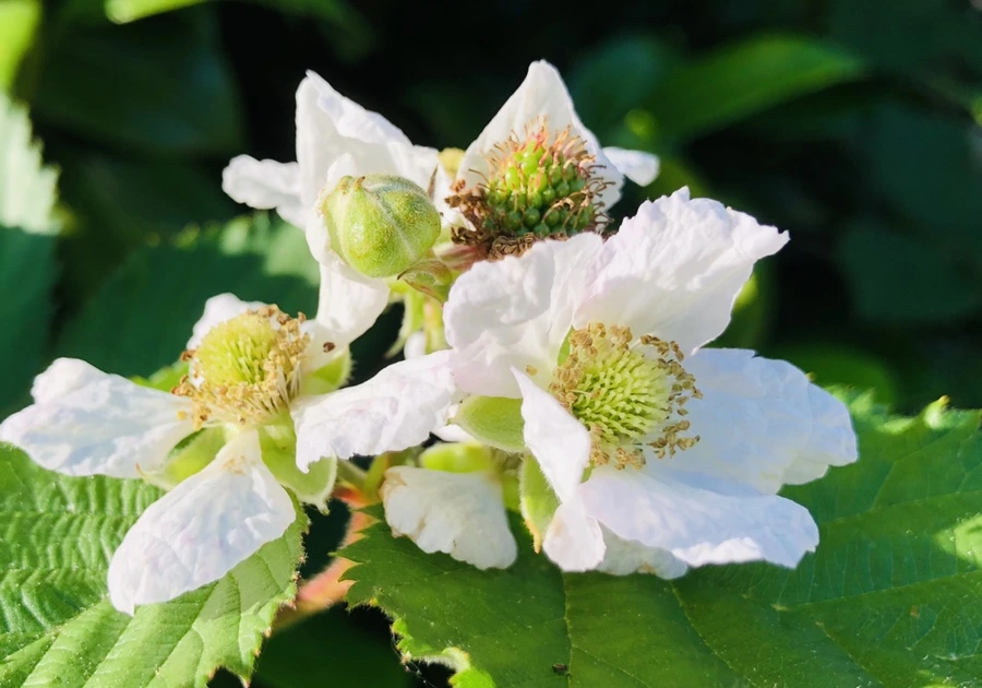 IMG_9092.jpg?type=w966