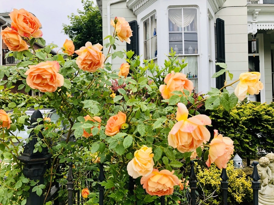 IMG_7514.jpg?type=w966