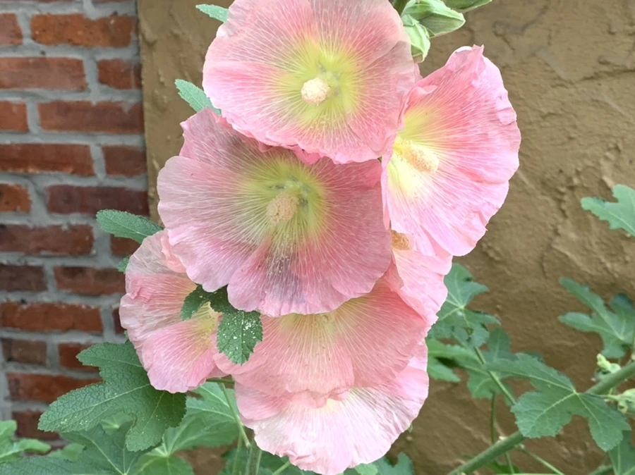 IMG_5702.jpg?type=w966