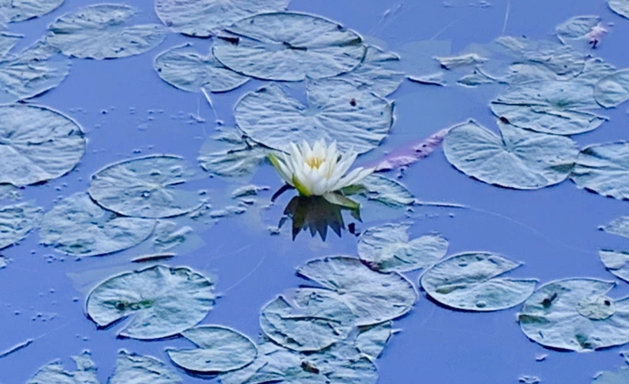 IMG_1882.jpg?type=w966