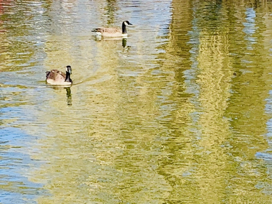 IMG_3090.jpg?type=w966