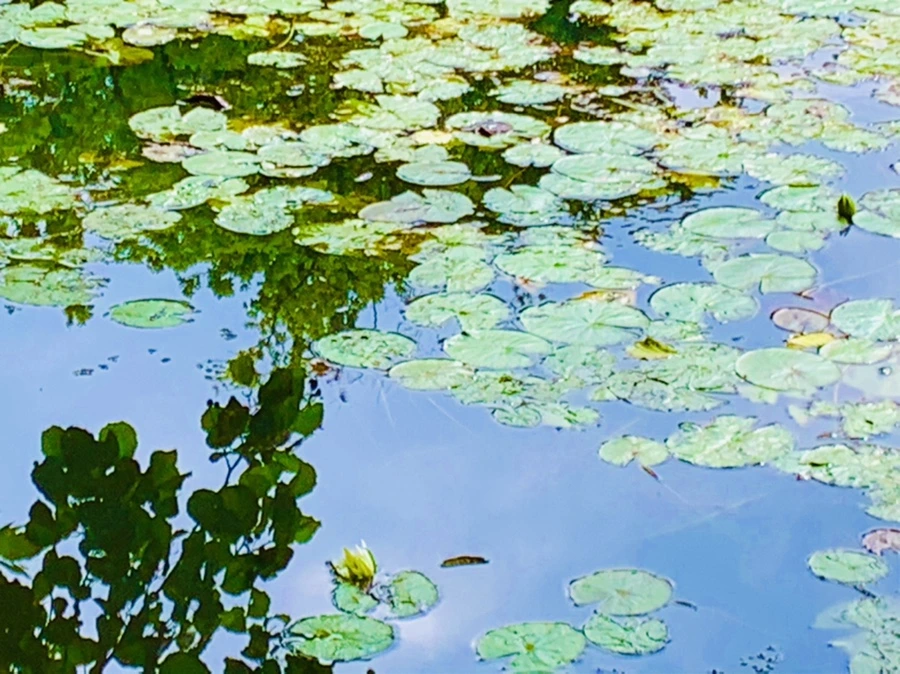 IMG_5229.jpg?type=w966