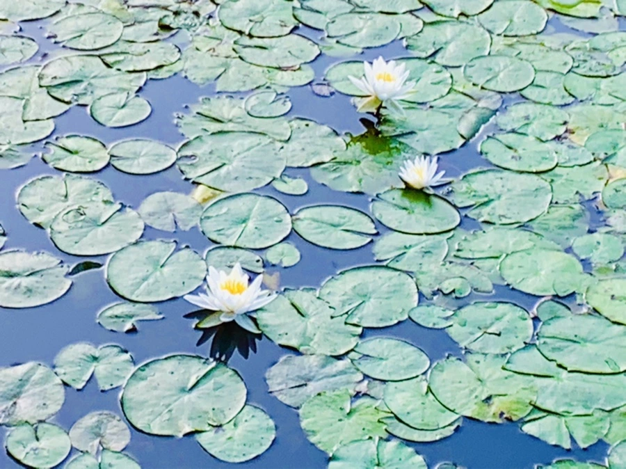 IMG_0762.jpg?type=w966