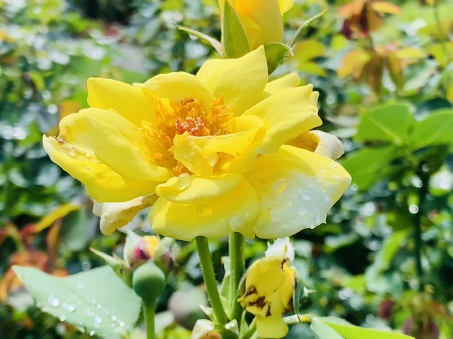 IMG_8412.jpg?type=w966